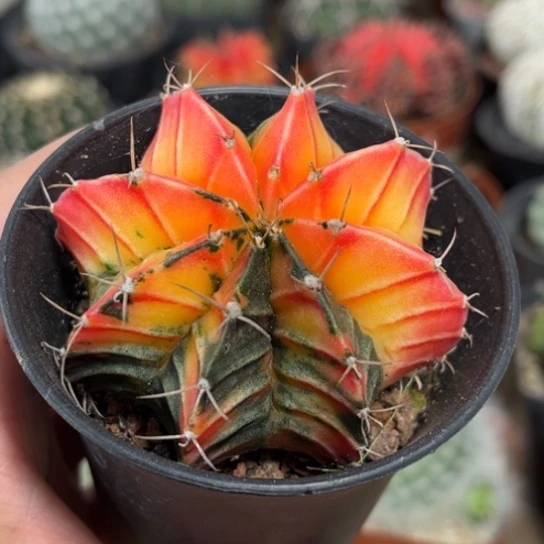 当前无花栽培后可以开花实生肋骨牡丹锦