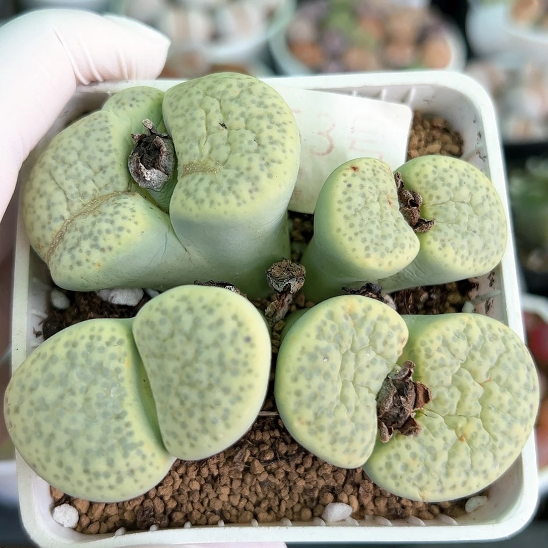 好养易活生石花大母本1000