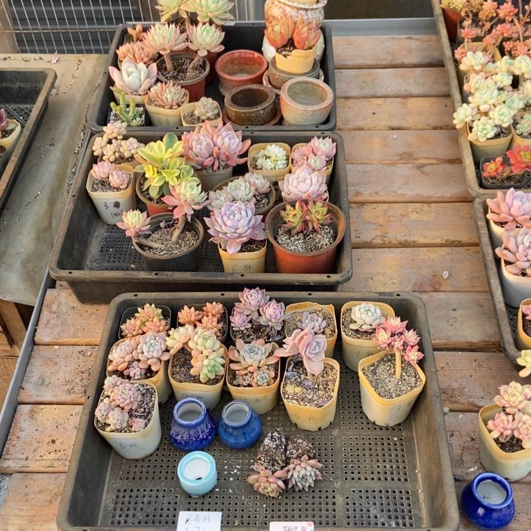 1069号盆3个花13个 可北北