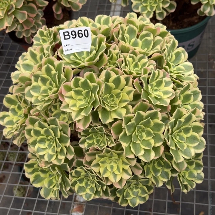930白凤30厘米左右