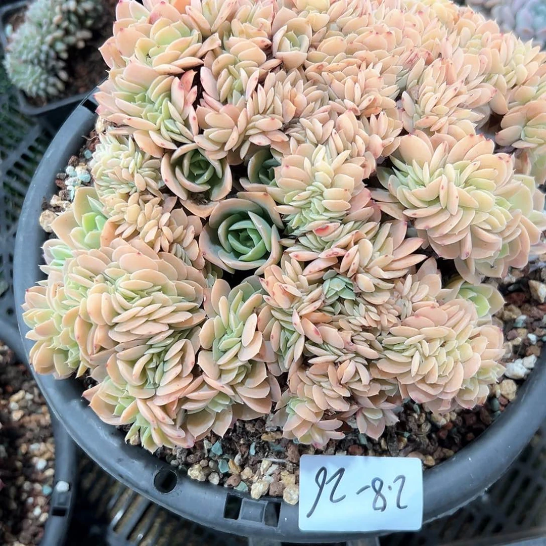 2.8-26厚叶丝绸缀化多肉