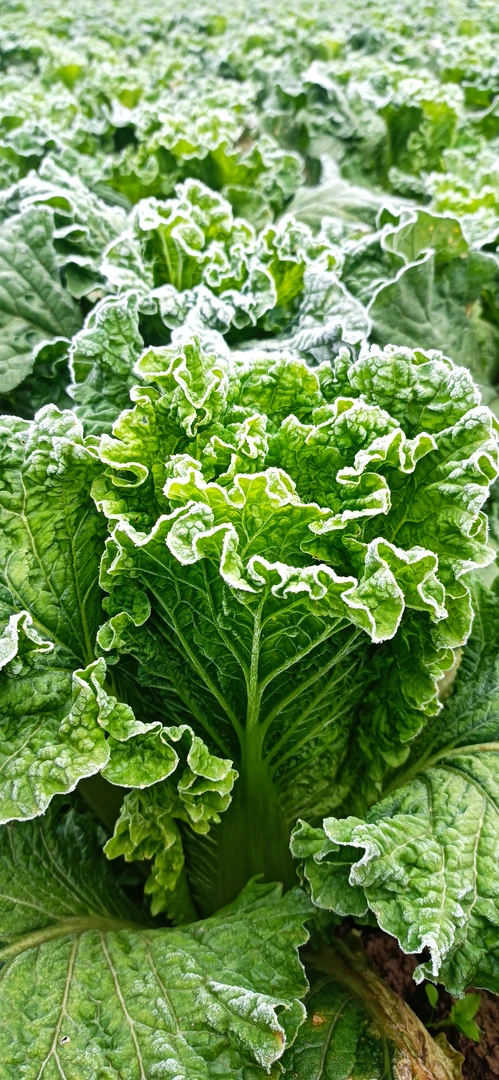 贵州高山农家霜打大白菜新鲜现摘现发