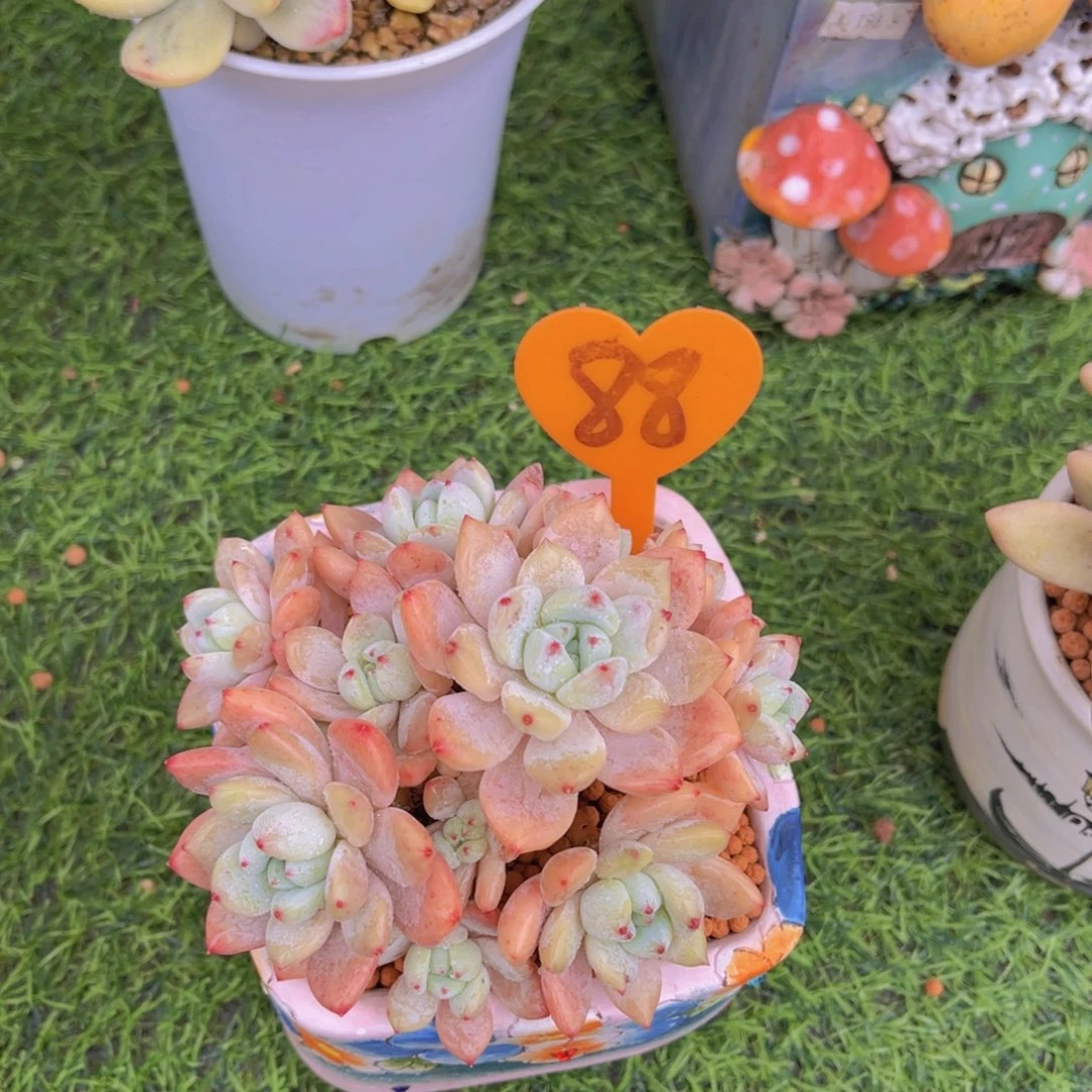 且***吟88号多肉植物一物一拍