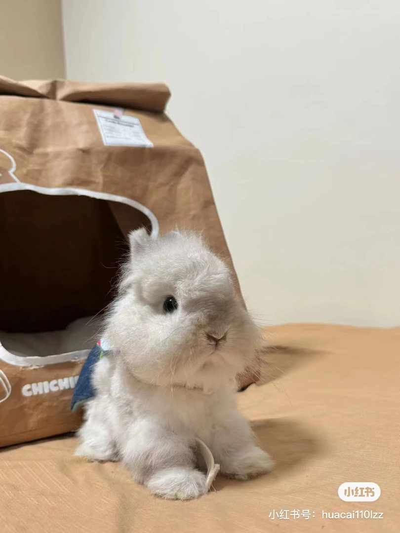 标准体格侏儒兔，体重800-1000克。包品相，包体重。买家秀，