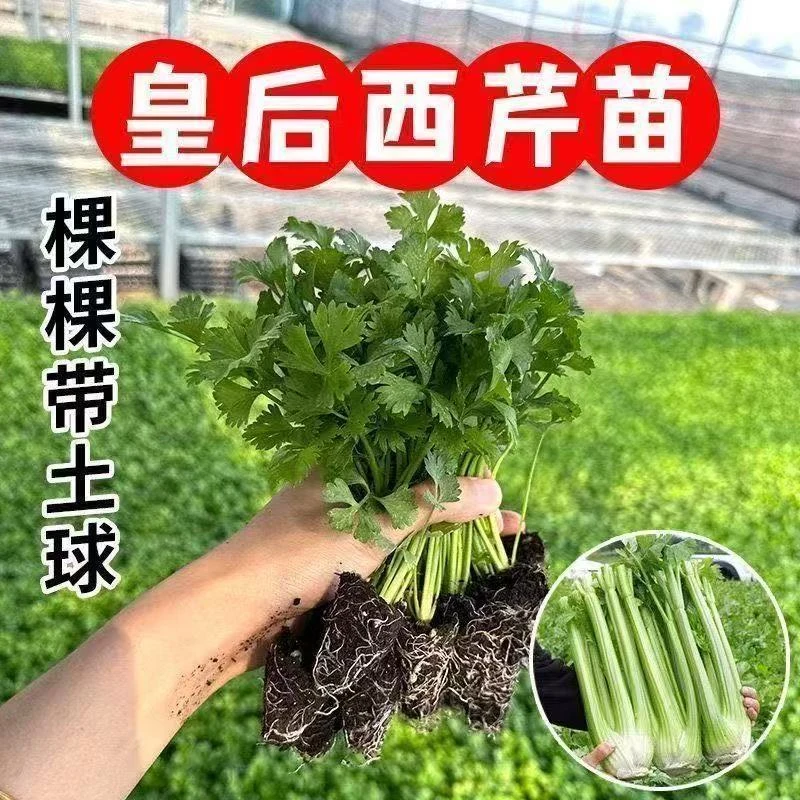皇后大肉西芹苗秧苗脆嫩可用于阳台盆栽小院种植四季种植