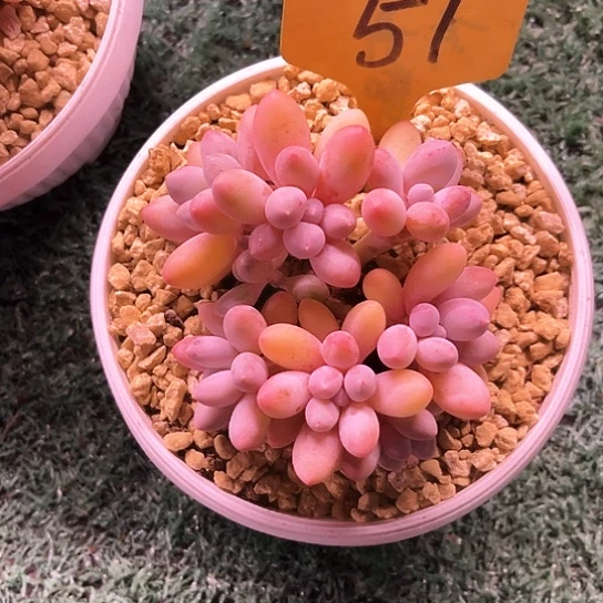 汤圆51号码牌子的话题了