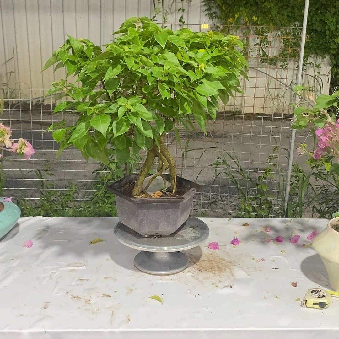 完全开放薇*三角梅