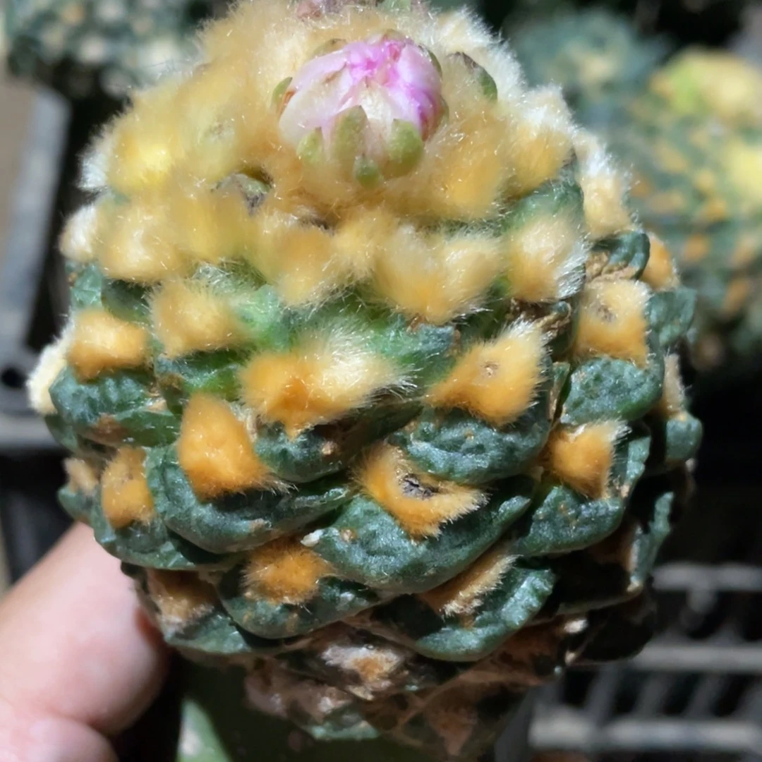 全部花朵松果螺旋金毛龟甲牡丹 857