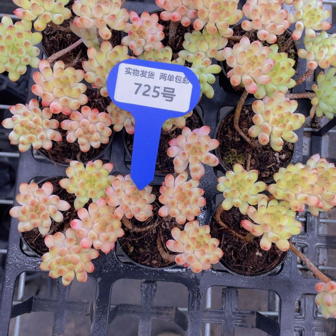 725号火花群生老桩四头起一个