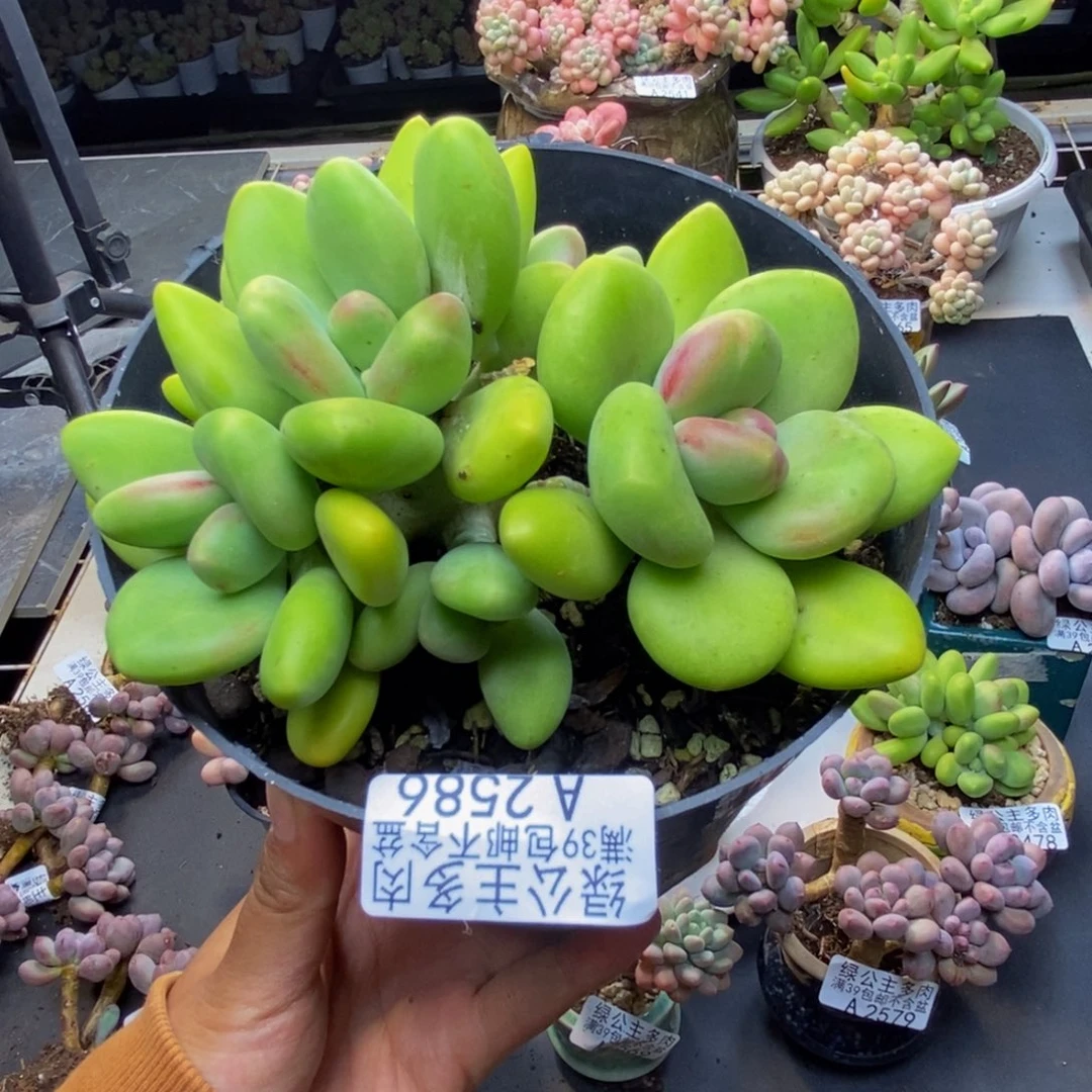 586芒果奶多肉10c m