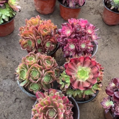 721多肉植物组合