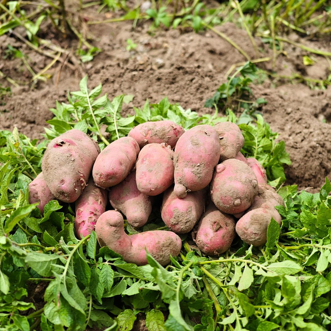 （阿土专属）正宗山南昌果红土豆皮薄肉多小土豆红土豆