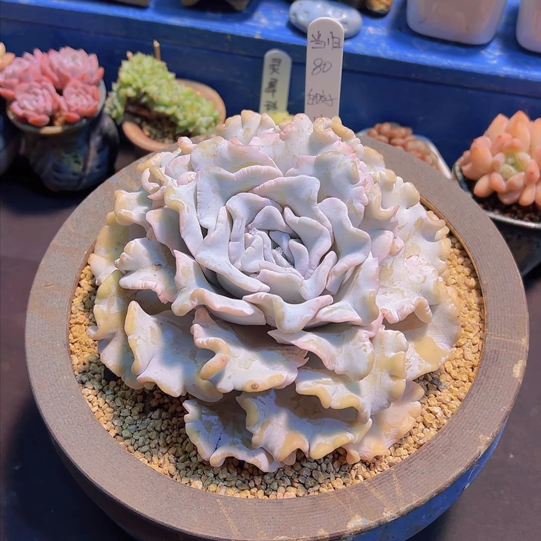 当*白饺子皮，多肉植物，