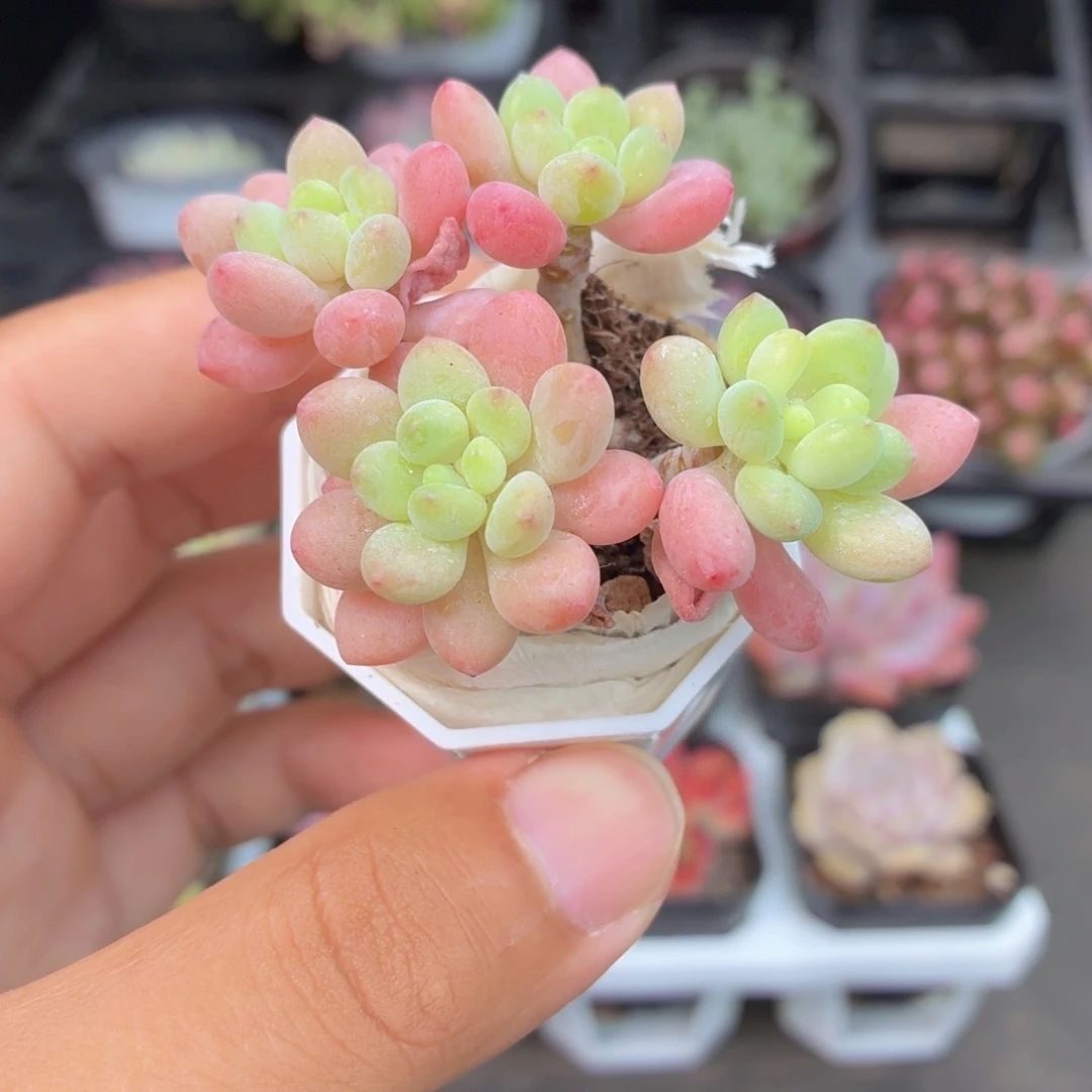 鱼子酱多肉9.9包邮发货