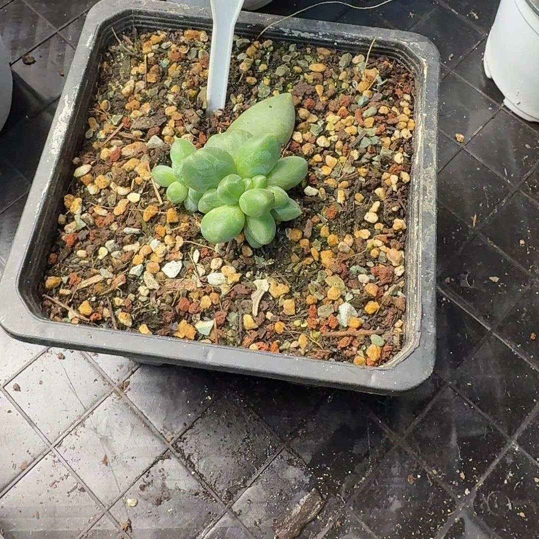 多肉植物卡布奇诺群612