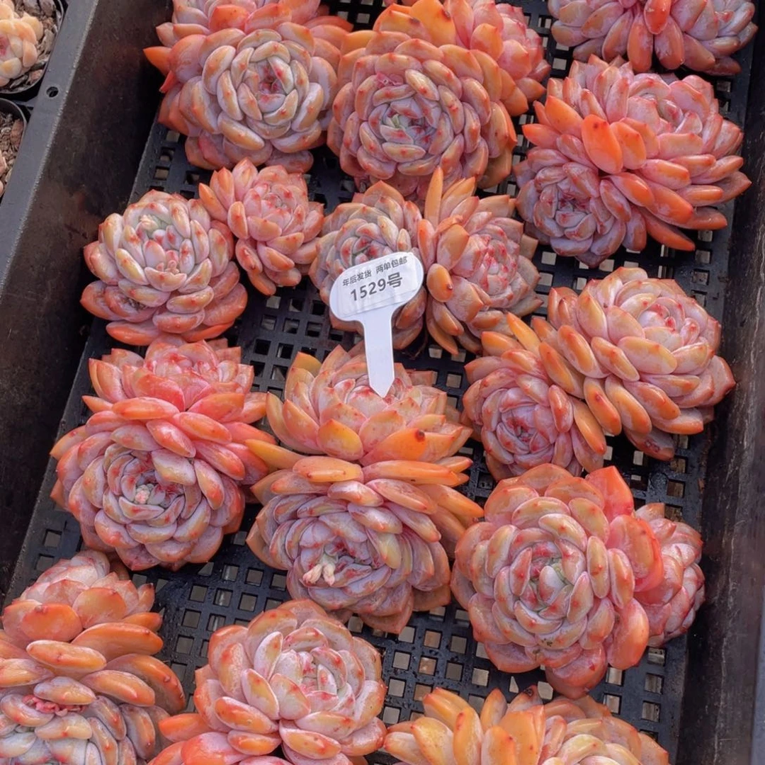 1529号全状态石榴籽梦露双头母本老桩一个