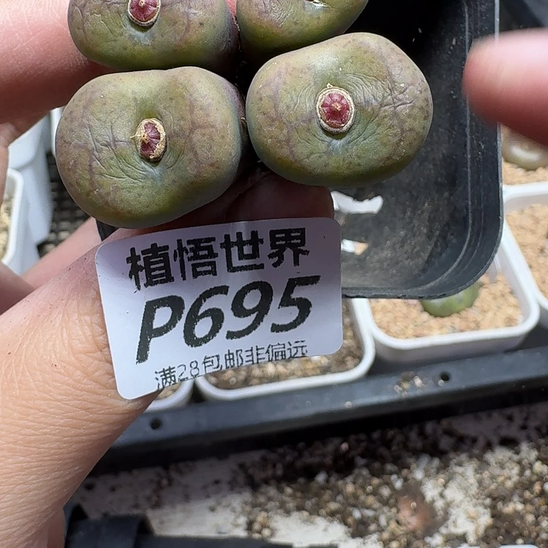 多肉植物的润泽gbnm