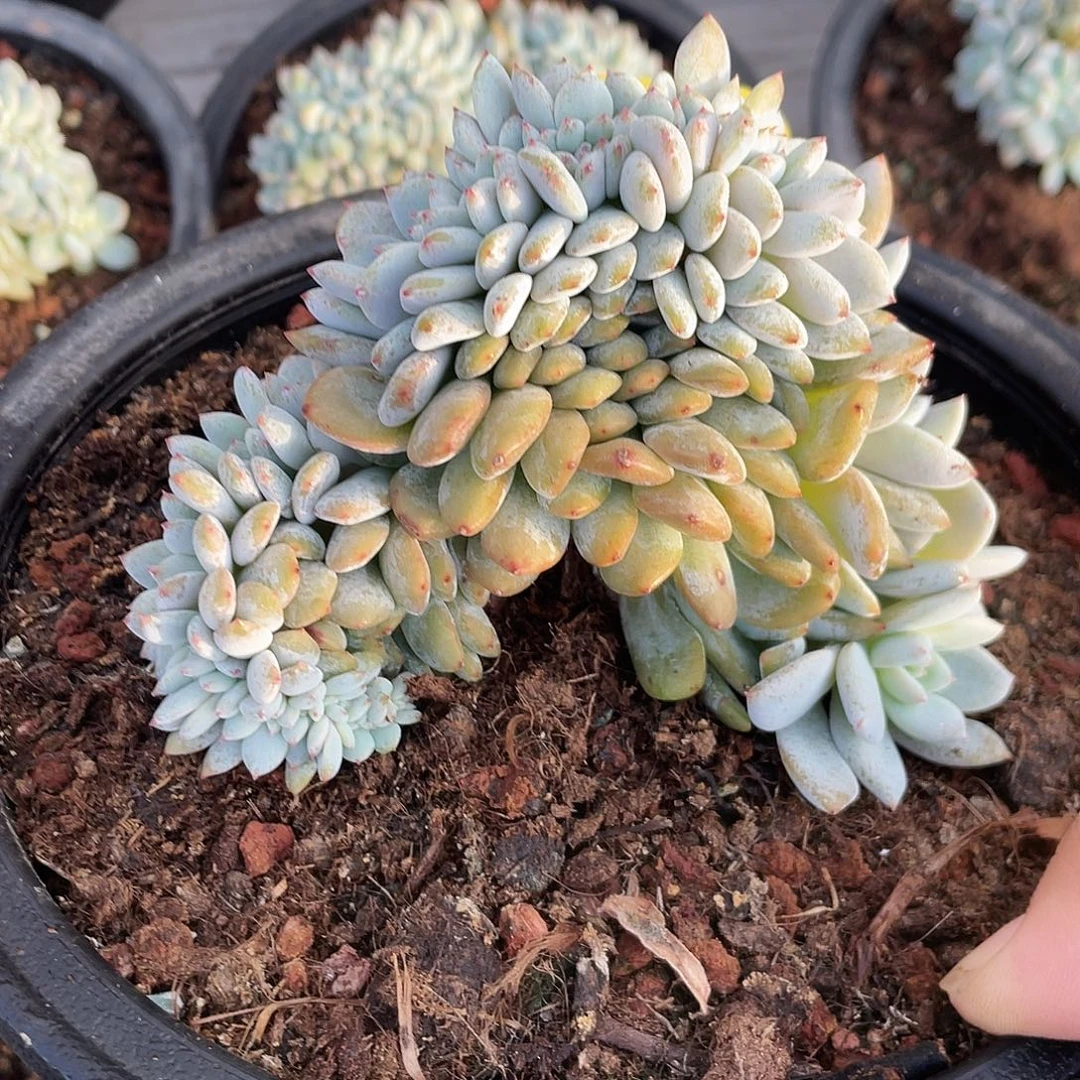 星***星石榴子星影缀化110