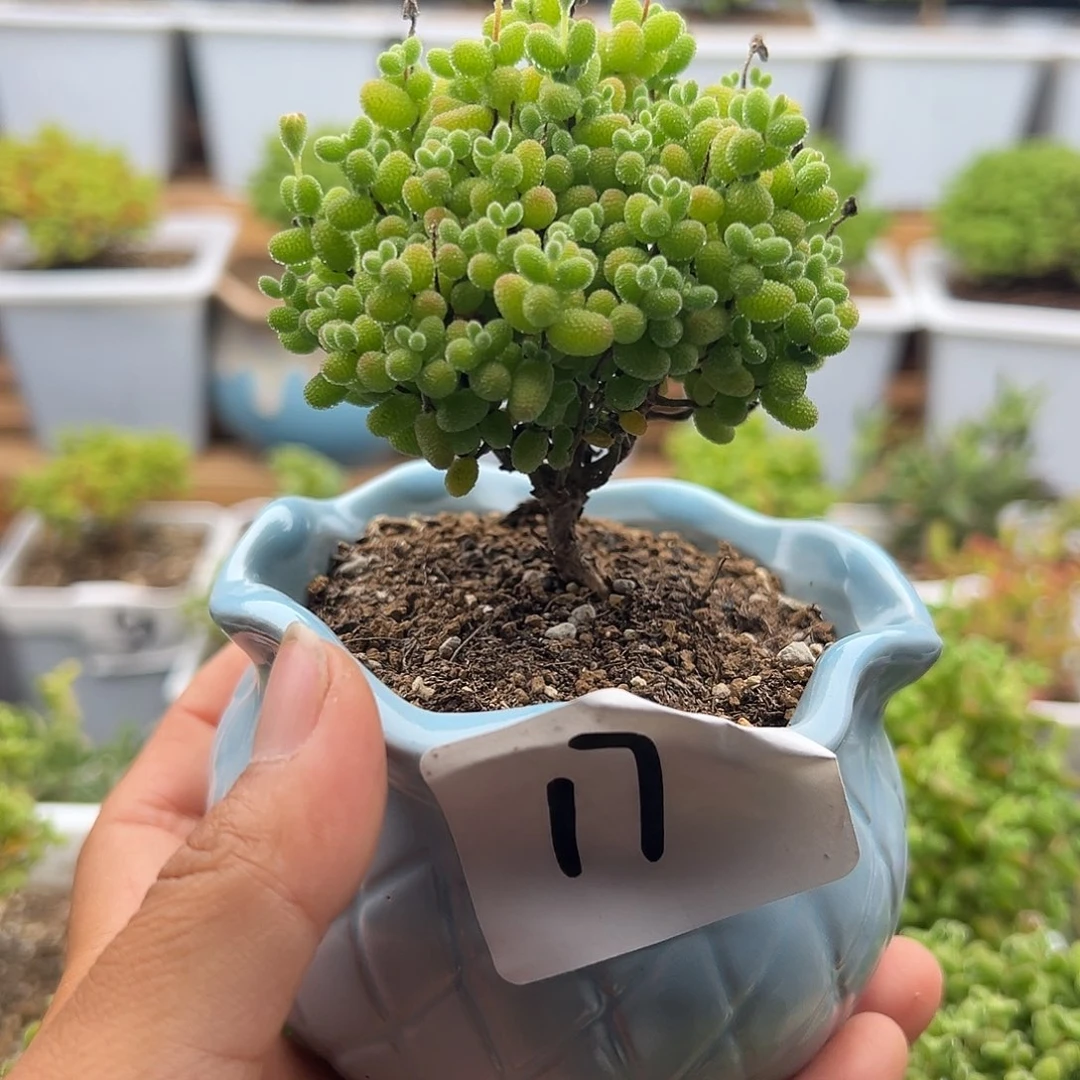 17号金桔糖球带盆福利6.5