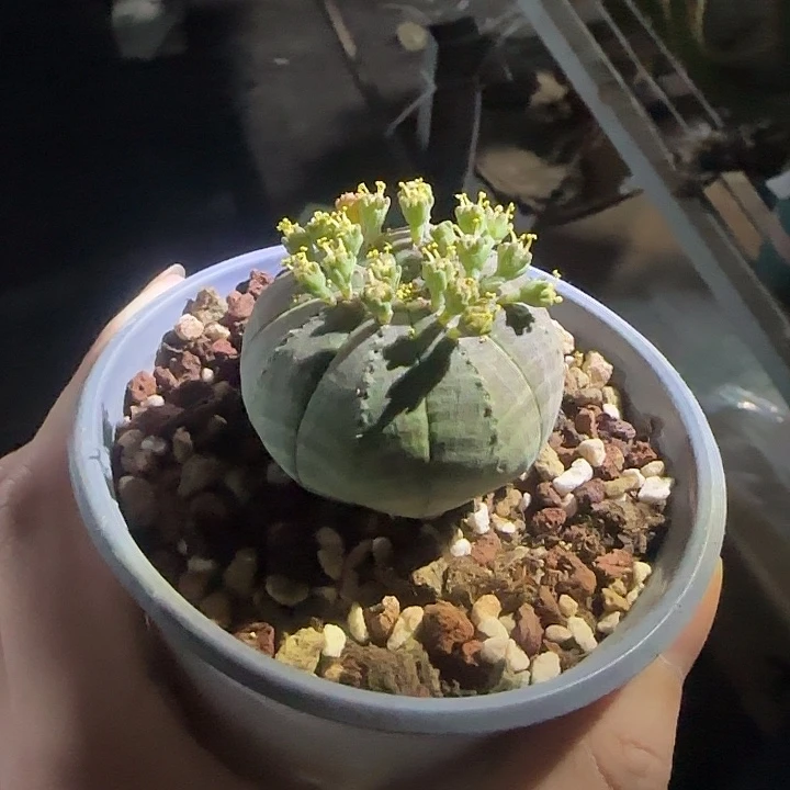 神域布纹球杂多肉植物多肉植物