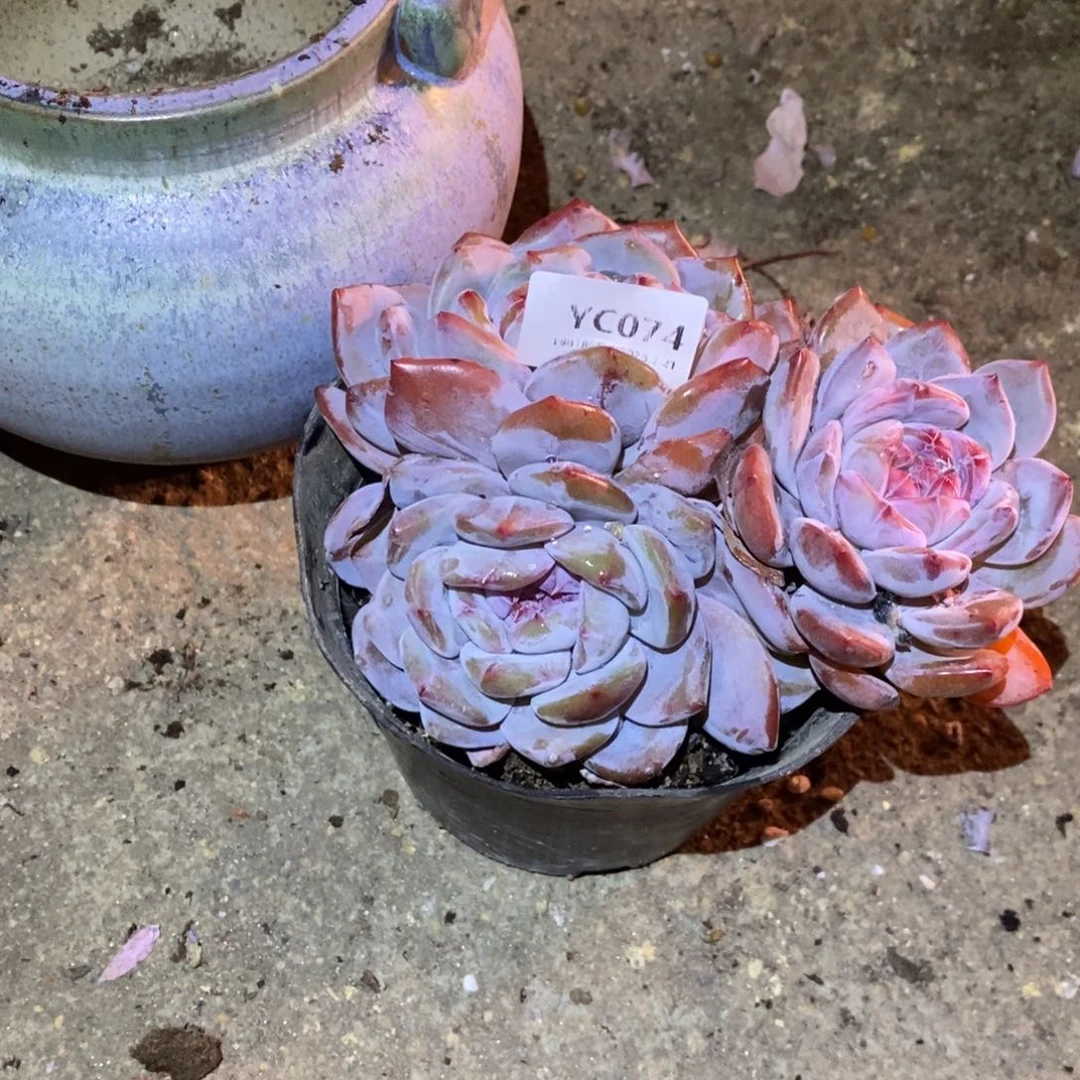 粗砂花盆小****YC074rourourou