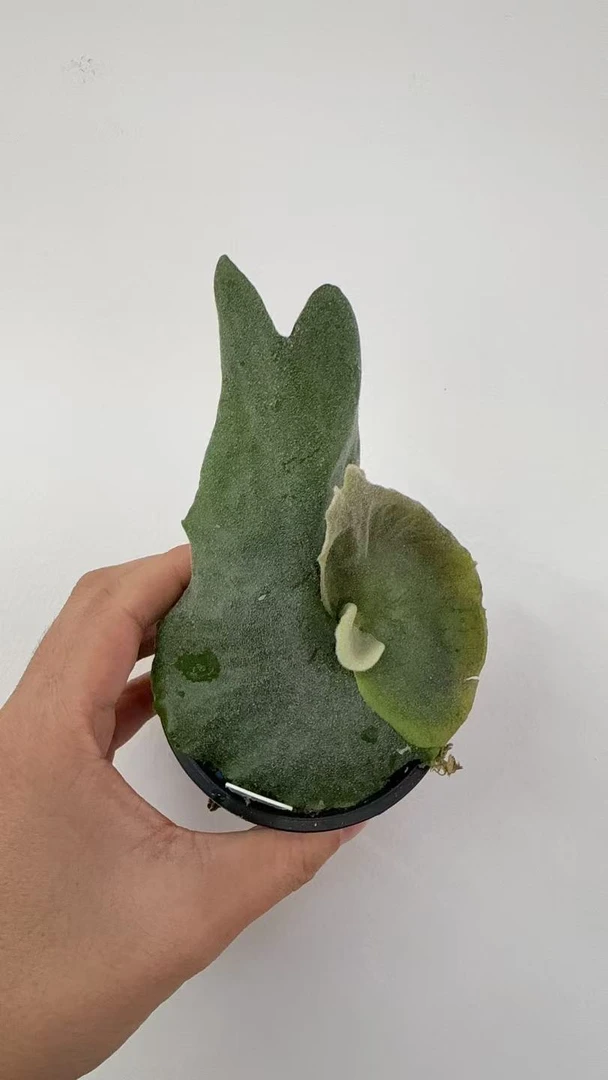 巨兽鹿角蕨孢子苗8cm盆苗