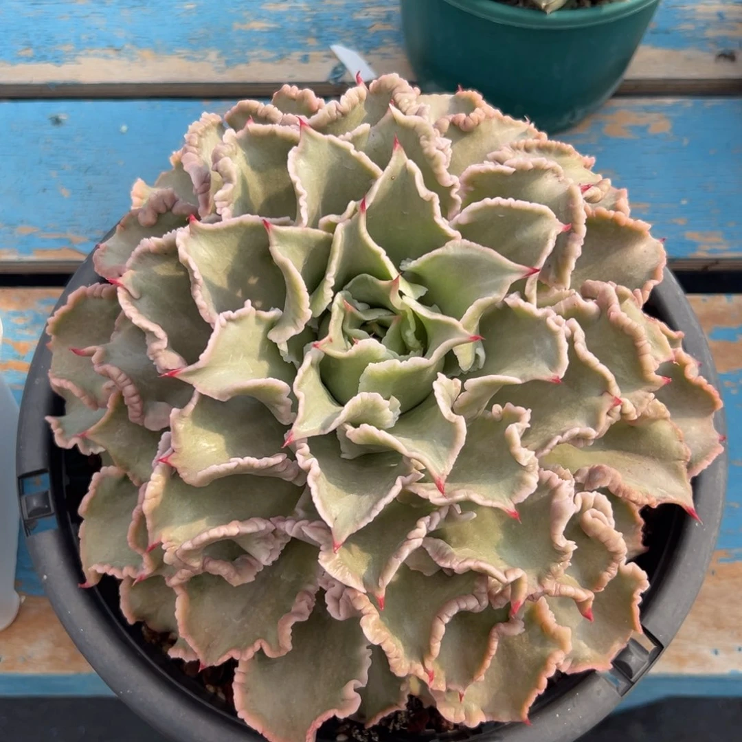 多肉植物一物一拍（17号）