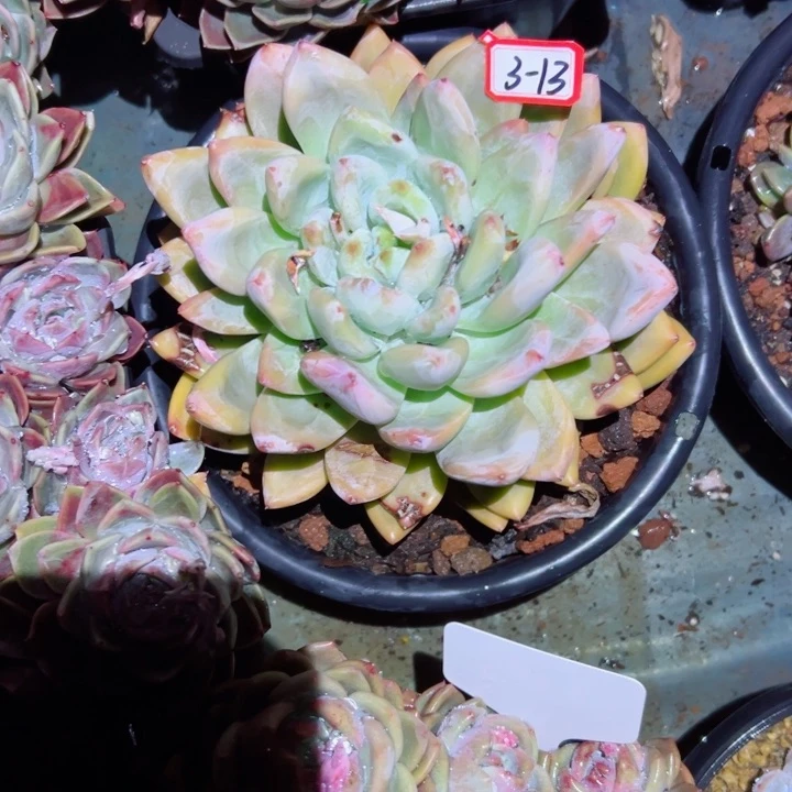 糖*精品多肉植物老桩