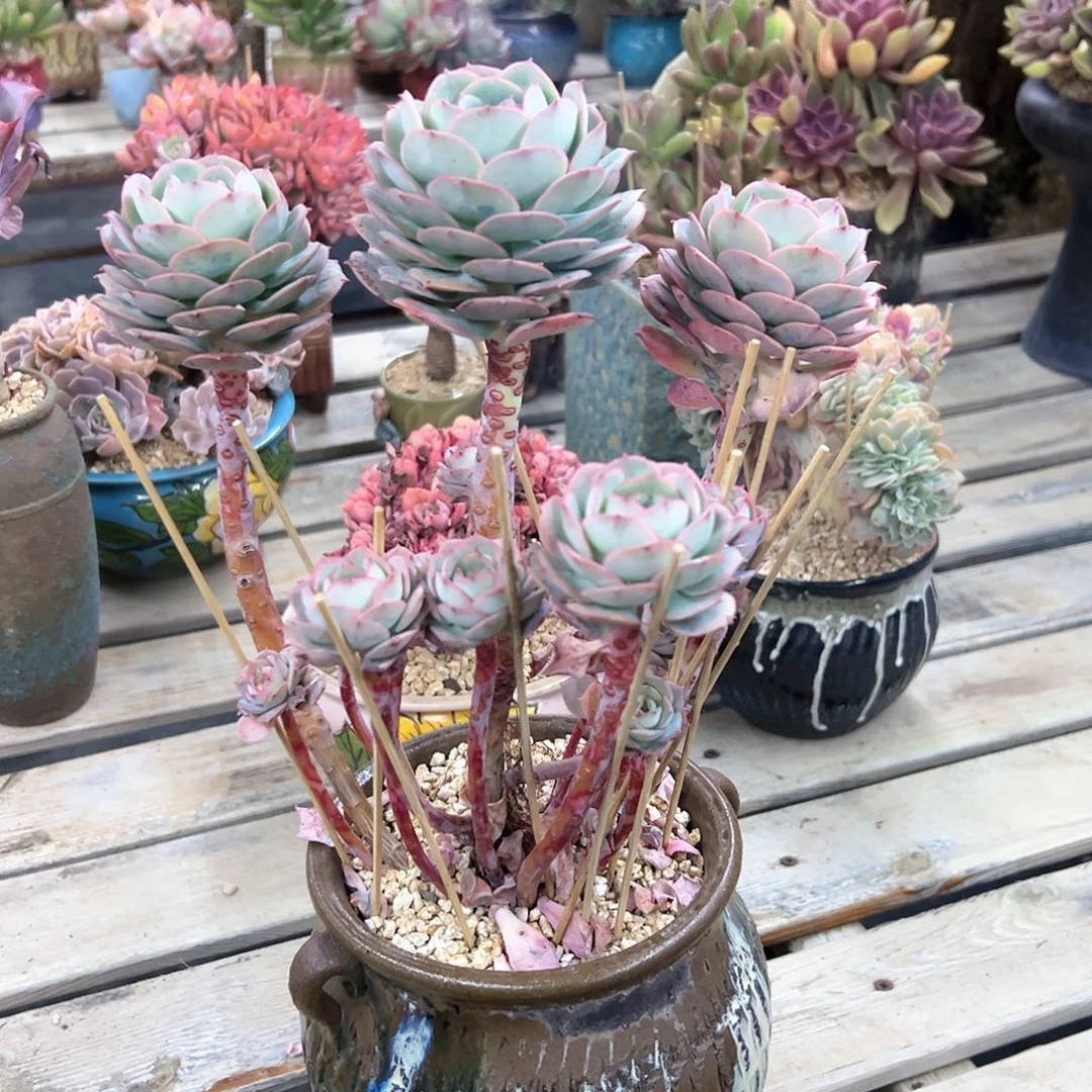 克罗地亚48 零零多肉植物