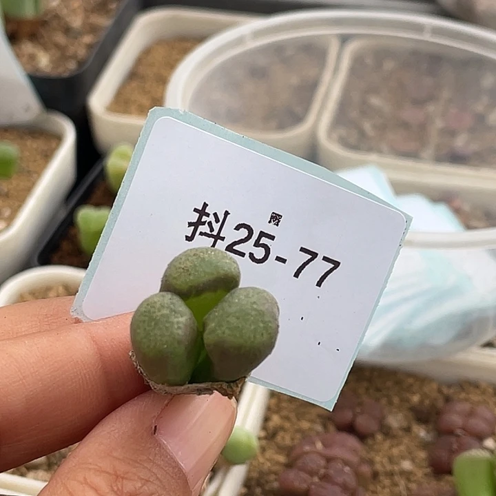 A***i25-77肉锥多肉植物