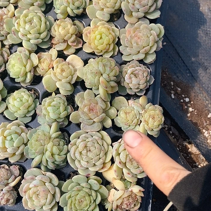 112 多肉植物盆栽花卉植物