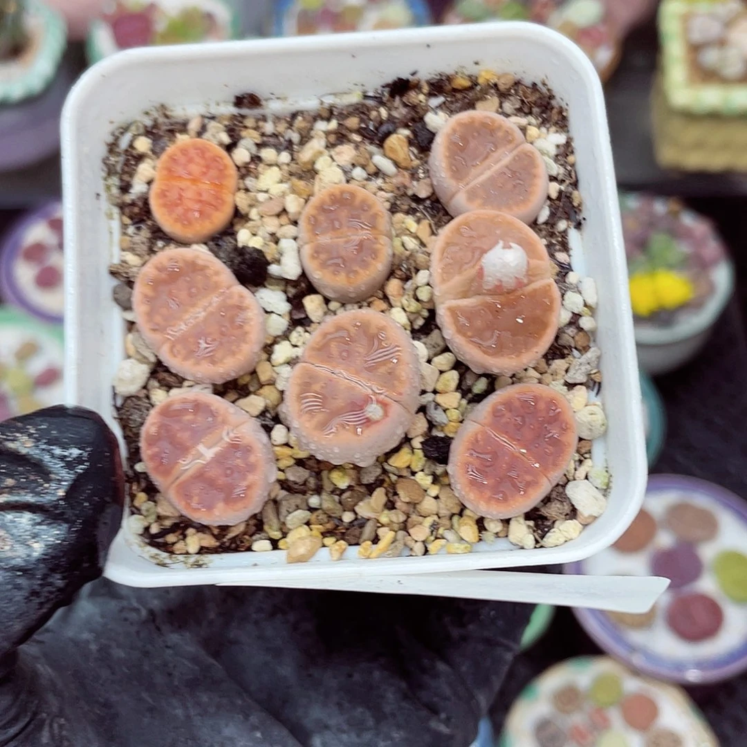 生石花满18包邮1126-169