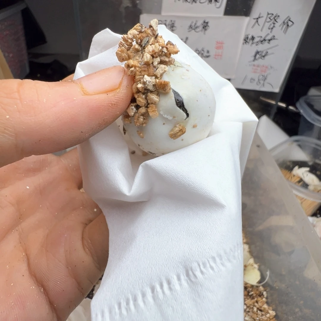 母小鳄龟赋*词抽奖 送龟