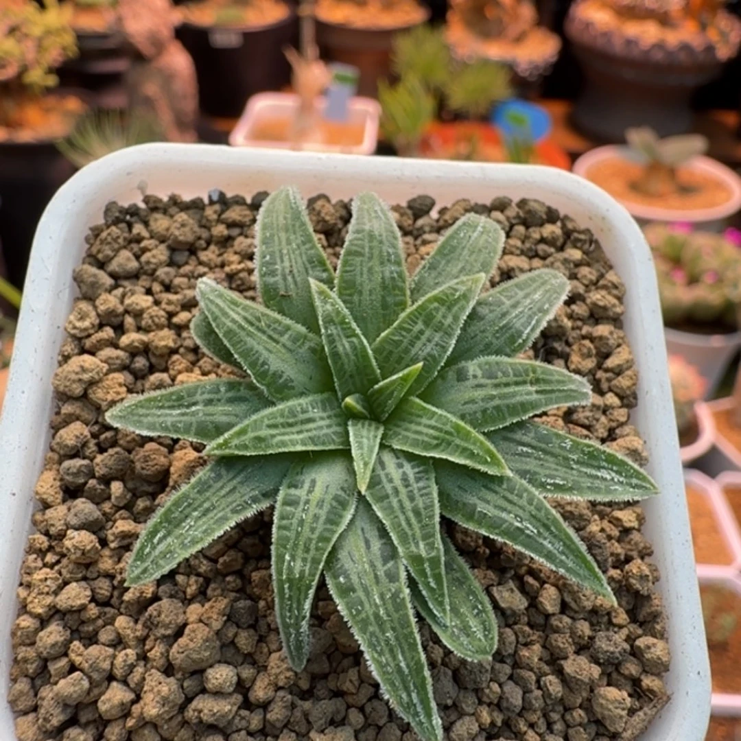 块根寿070 仙人球