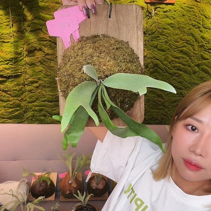 不开花植物nook 蓝皇后