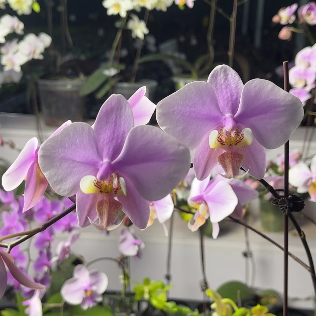 少量花朵（建议范围：2朵-5朵 或40%以下）编号1266东方明珠