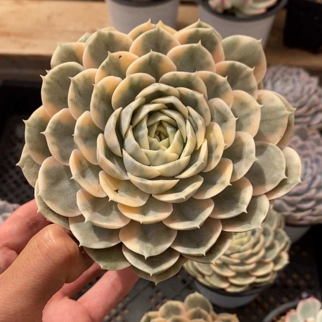 昂斯诺多肉植物7183