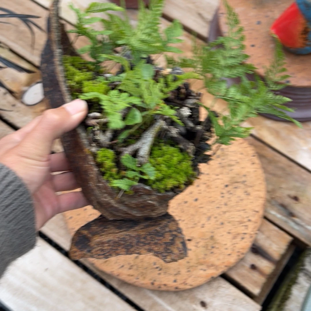 D****完全开放盆栽植物