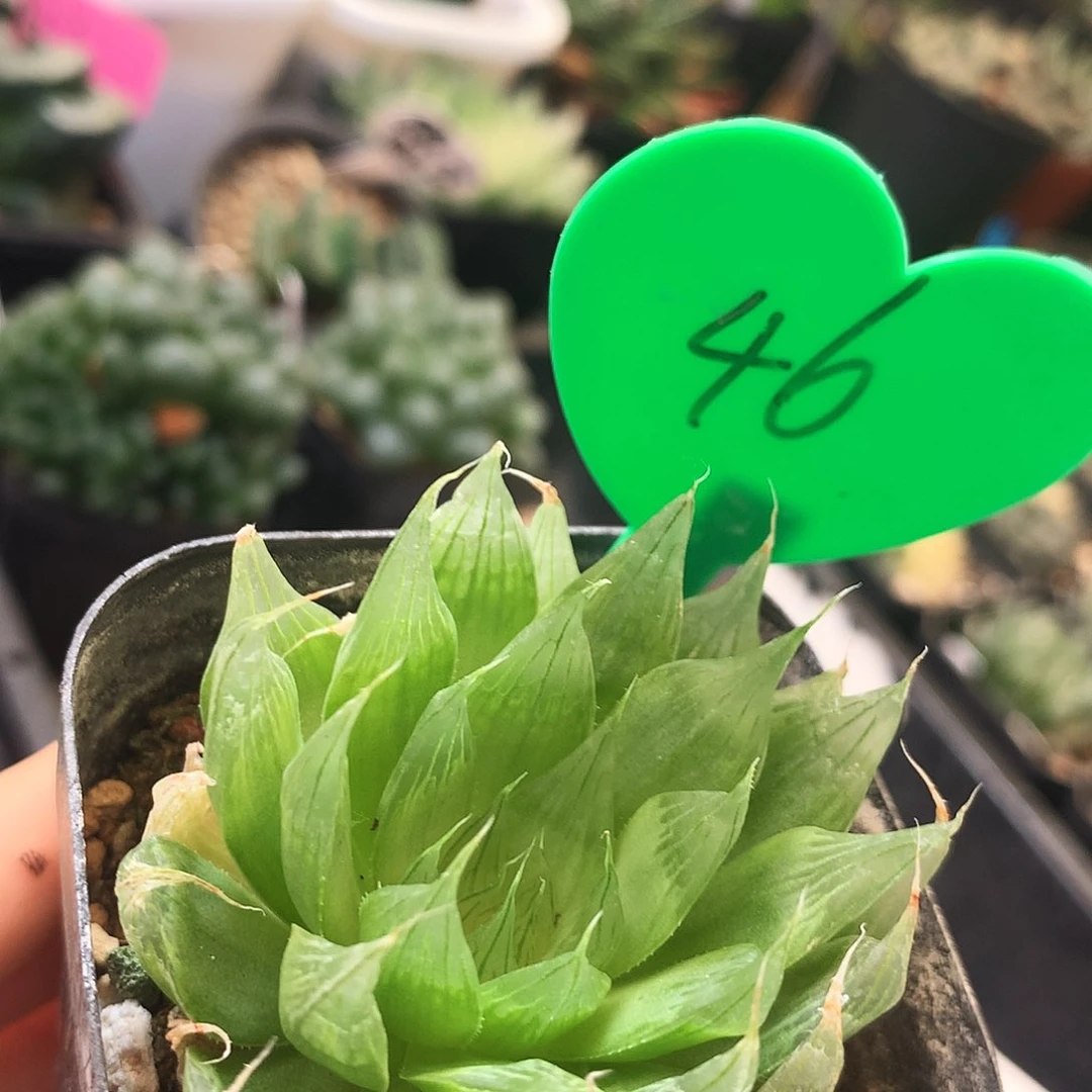 无毛，46号，带盆带土