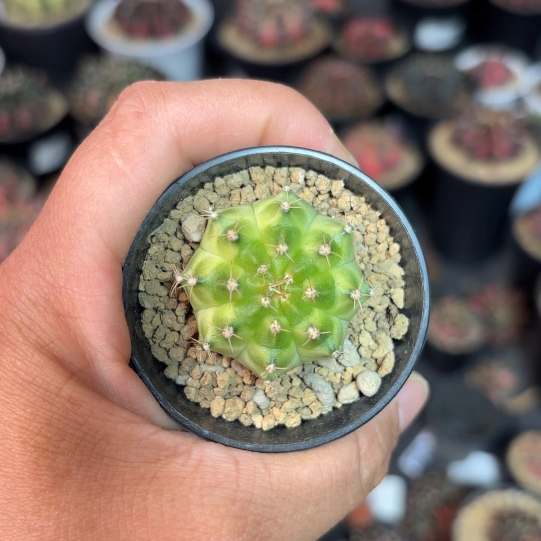 泰系实生轮回仙人球21