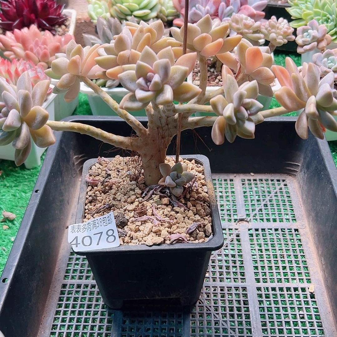 无花朵多肉一物一拍植物4078