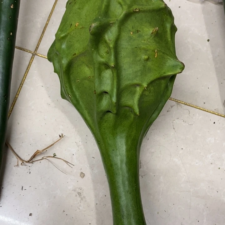 初***然鹤首葫芦…………………………