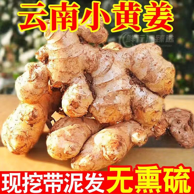 【辛辣十足】云南农家自种小黄姜新鲜现挖新姜嫩姜子姜沙姜整箱装