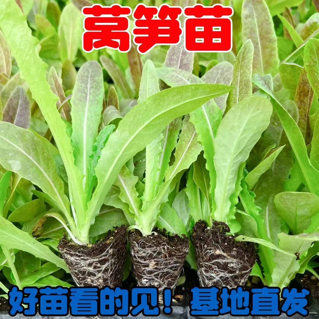 莴笋苗莴苣秧苗带土秧苗秋冬耐寒高产易成活阳台庭院种植蔬菜苗