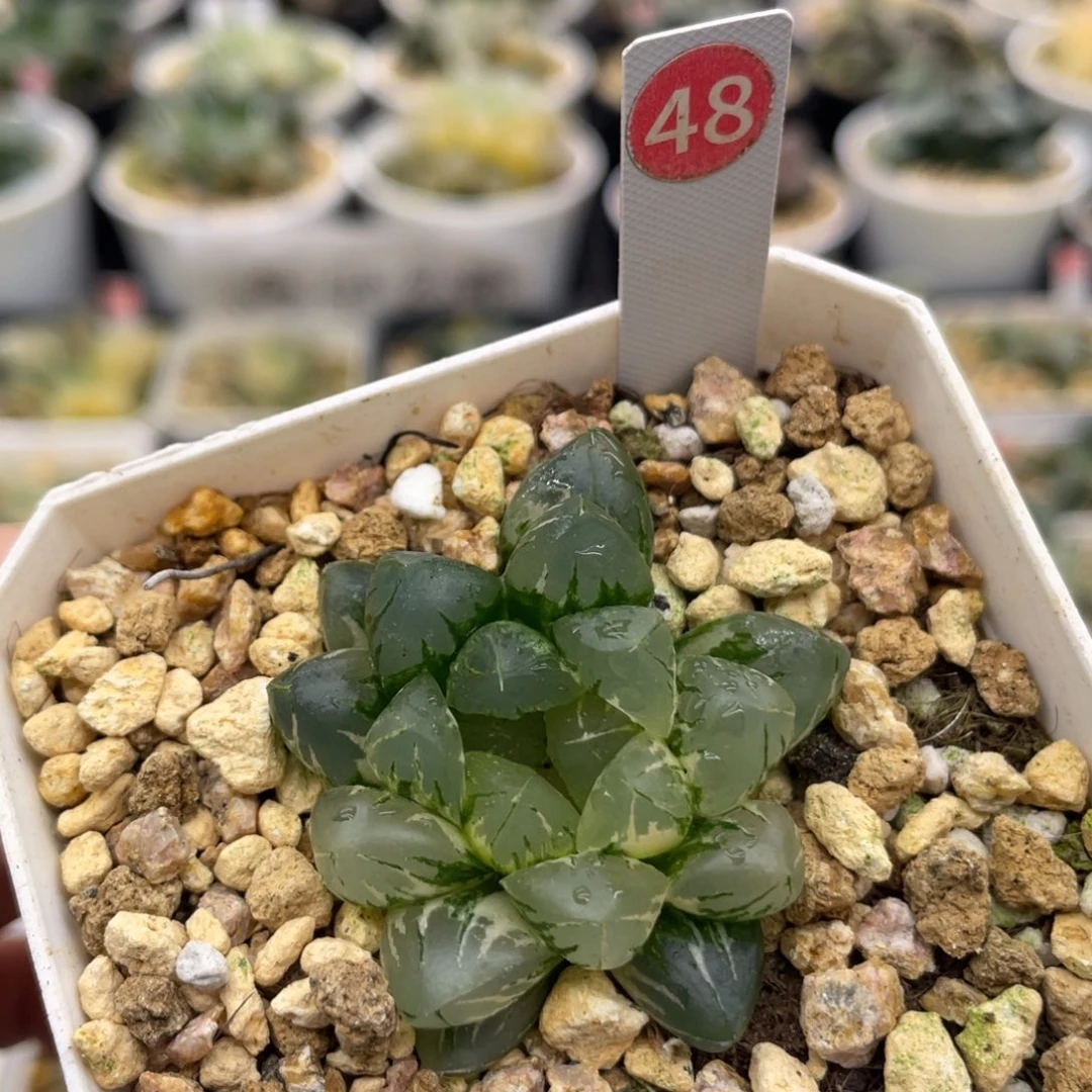 48 北极之光玉露锦111111