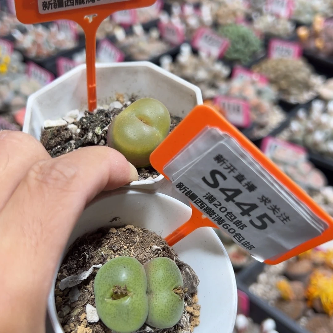 444.445 一物一拍，默认有伤，介意勿拍，不退不换