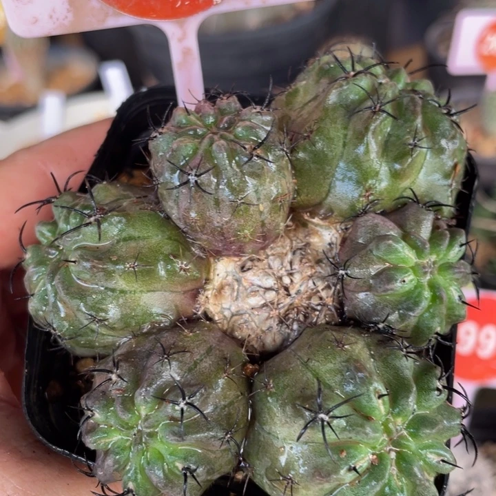 实生黑刺素妆玉群0187