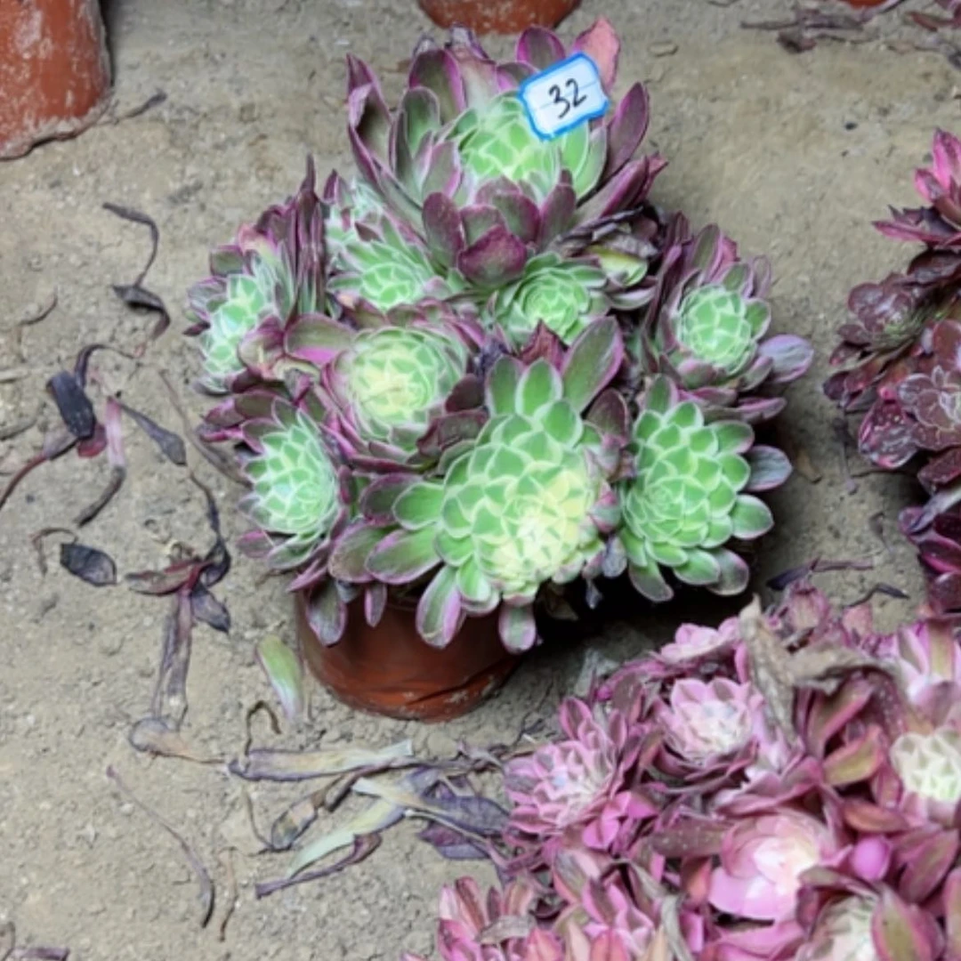 【闪购商品】多肉植物海鲜32