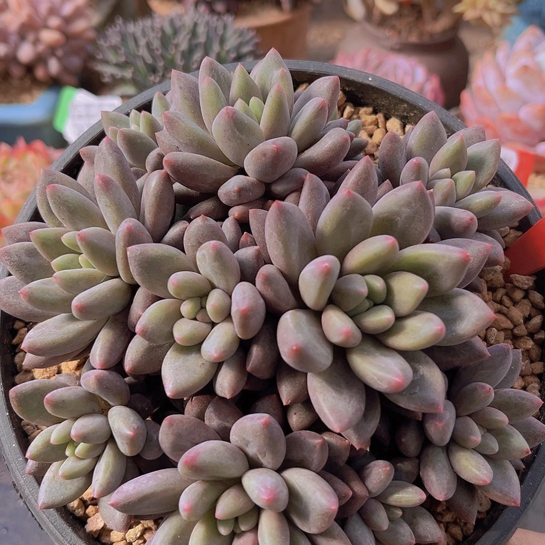 6676水晶球多肉植物