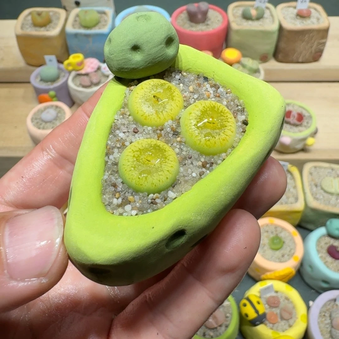 红陶蘑菇1237绿光阳